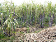 South Florida's climate is ideal for growing sugarcane.