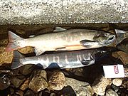 Biwa trout (or Biwa salmon), Oncorhynchus masou rhodurus