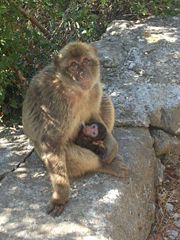 Female Barbary Macaque feeding her young at Mediterranean Steps, on the Rock of Gibraltar.