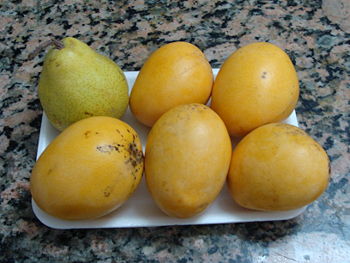 Creole mangoes from Venezuela ("bocao" variety) with a pear to compare sizes