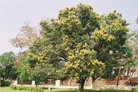 Mango tree with flowers