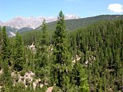 A conifer forest in the Swiss Alps (National Park).