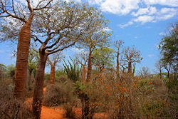 Spiny forest at Ifaty, Madagascar, featuring various Adansonia (baobab) species, Alluaudia procera (Madagascar ocotillo) and other vegetation.