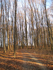 A temperate deciduous broadleaf forest, the Hasenholz, southeast of Kirchheim unter Teck, Swabia, Germany.