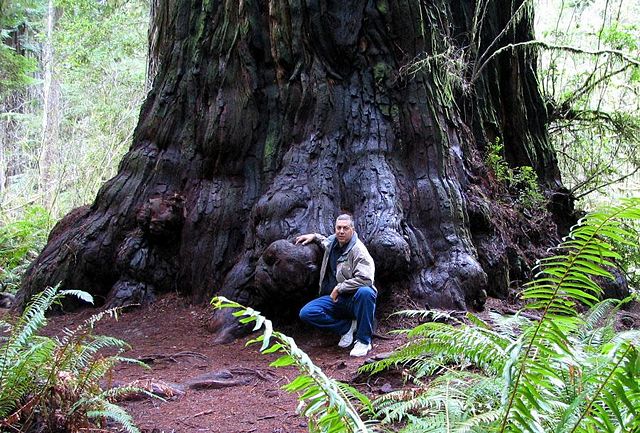 Image:Redwood M D Vaden.jpg