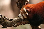 Red Panda at the Bronx Zoo