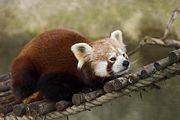 Red Panda in Munich Zoo