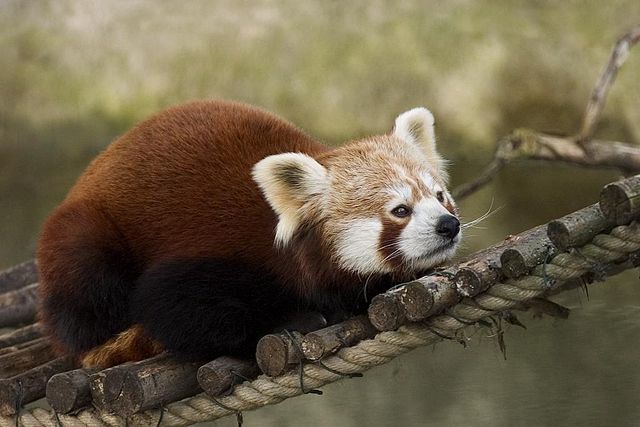 Image:Red Panda.JPG