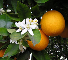 Mandarin Orange (Citrus reticulata cultivar)