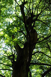A view of a tree from below; this may exaggerate apparent height