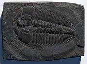 Fossil trilobite Redlichia chinensis from the Cambrian of China