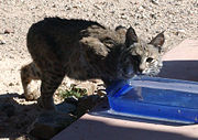 A Bobcat finds water in Tucson.