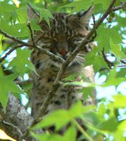 A captive Bobcat resting in a Sweetgum