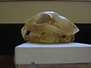 Skull of a Bobcat