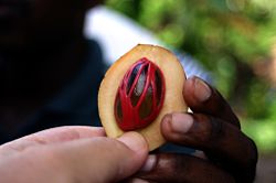 Mace within nutmeg fruit