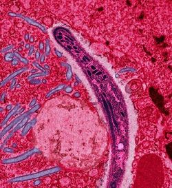 This false-colored electron micrograph shows a malaria sporozoite migrating through the midgut epithelia.