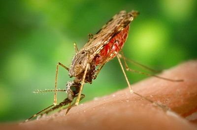 Anopheles albimanus mosquito feeding on a human arm. This mosquito is a vector of malaria and mosquito control is a very effective way of reducing the incidence of malaria.