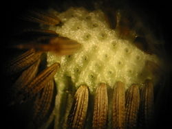 A microscopic view of a dandelion clock showing the pericarp and the achenes.