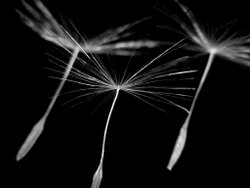 Macro photo of dandelion seed dispersal.