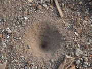 Sand pit trap of an antlion