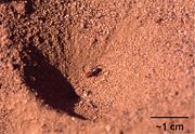 Sand pit trap with remains of an ant