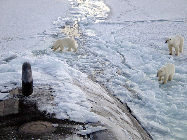 Image:Polar bears near north pole.jpg