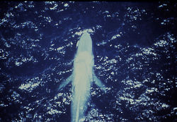 Aerial view of a Blue Whale showing both pectoral fins