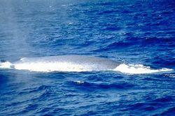 The small dorsal fin of this Blue Whale is just visible on the far left