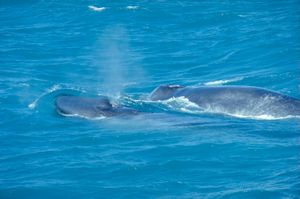 A juvenile Blue Whale with its mother
