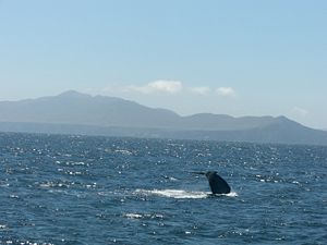 Image of a Blue Whale's tail fluke with the Santa Barbara Channel Islands in the background. August 2007.
