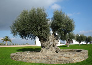 Olive tree in Portugal