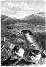 Bobak marmot in central Asia
