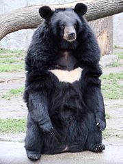 Asiatic Black Bear Ursus thibetanus, at the Wrocław Zoo, Poland