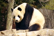 Giant Panda Ailuropoda melanoleuca, "Tian Tian"