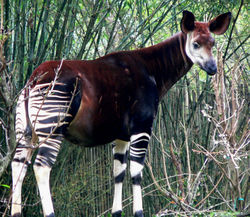 An okapi at Disney's Animal Kingdom
