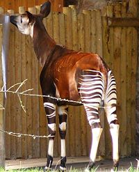 Okapi at Chester Zoo
