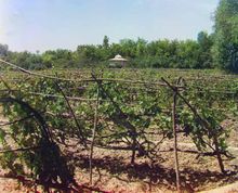 Common vineyard (ca. 1910)