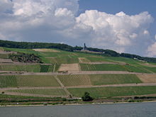Modern vineyards on the banks of the Rhine river in Germany.