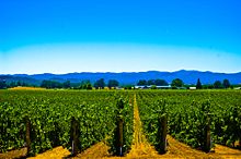 A vineyard in Alexander Valley, California.