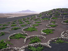 Vines growing in volcanic lapilli in the La Geria region of Lanzarote. The low, curved walls are traditionally used to protect the vines from the constant wind.