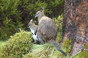 Mother wallaby with joey in the Tasmanian summer rain.