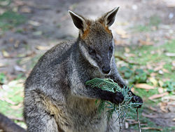 The Swamp Wallaby is the only living representative of the genus Wallabia. This individual exhibits the species' unusual preference for browsing; note the use of the forelimbs to grasp the plant