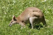 An Agile Wallaby
