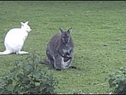 Three wallabies (one grey with joey in pouch, and one white) at home in England.
