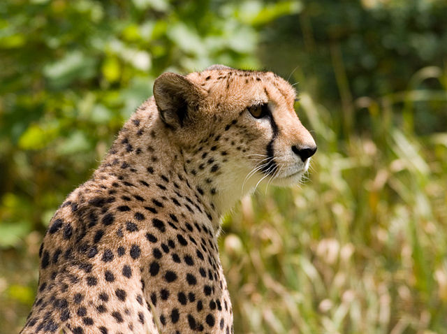Image:Cheetah4.jpg