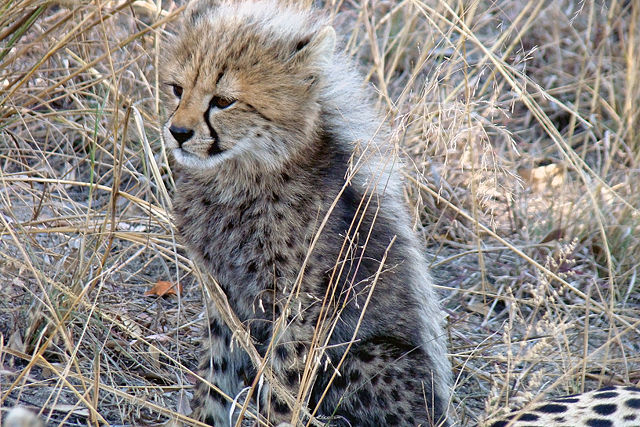 Image:A nice little cheetah edit1.jpg