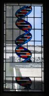 Stained glass window in the dining hall of Caius College, in Cambridge, commemorating Francis Crick and representing the structure of DNA.