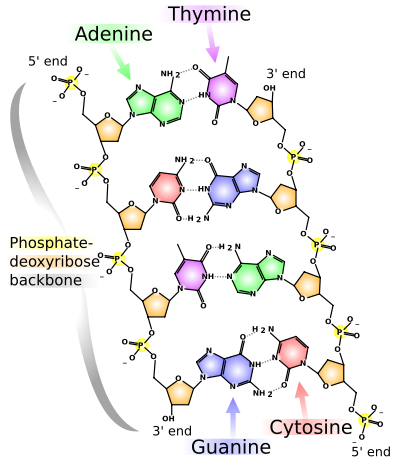 Diagrammatic representation of some key structural features of DNA. The similar structures of guanine:cytosine and adenine:thymine base pairs is illustrated. The base pairs are held together by hydrogen bonds. The phosphate backbones are anti-parallel.