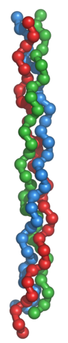 Collagen triple helix.