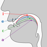Tongue positions of cardinal front vowels with highest point indicated. The position of the highest point is used to determine vowel height and backness